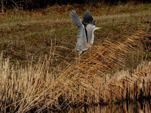 2025-11-19-Graureiher-startet.jpeg