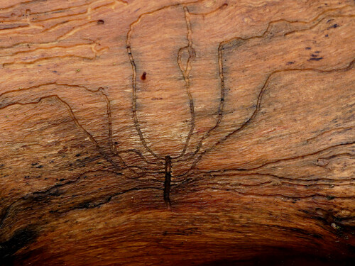 2025-12-10-Holz-Spinne.jpeg