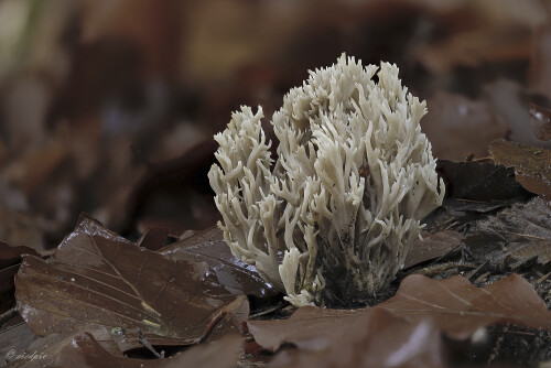 Kammkoralle_Clavulina-coralloides_20251029_0001_B_Web.jpeg