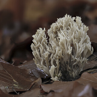 Kammkoralle_Clavulina-coralloides_20251029_0001_B_Web