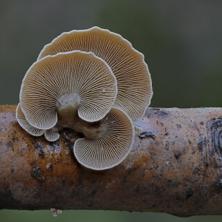 Herber-Zwergknaeueling_Panellus-stipticus_20251212_0001_B_Web