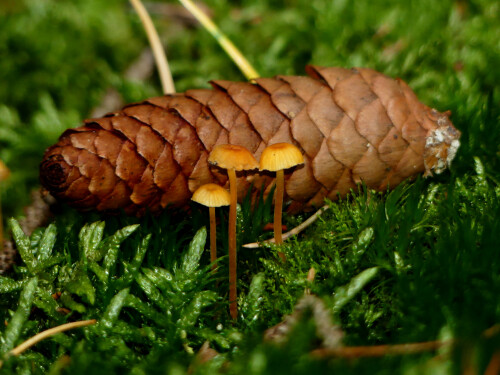 2025-09-16-drei-Minipilze-vor-Fichtenzapfen.jpeg