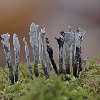 Geweihfoermige-Holzkeule_Xylaria-hypoxylon_20251212_0001_B_Web