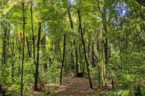 10.3-wald-maungatautari.jpeg