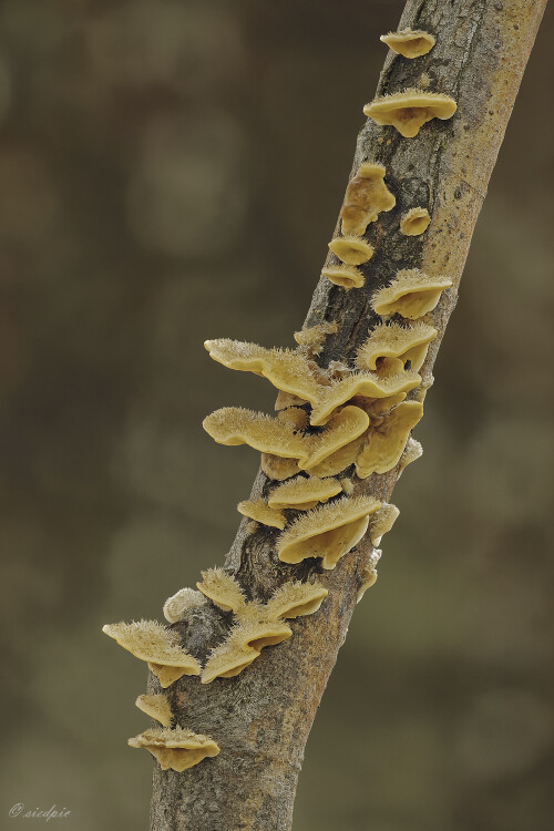 Striegeliger-Schichtpilz_Stereum-hirsutum_20251029_0001_B_Web.jpeg