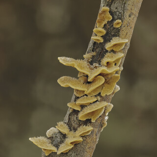 Striegeliger-Schichtpilz_Stereum-hirsutum_20251029_0001_B_Web