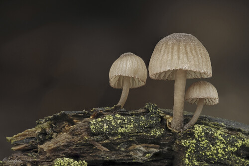 Rotschneidiger-Helmling_Mycena-rubromarginata_20251029_0001_B_Web.jpeg