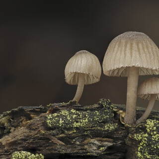 Rotschneidiger-Helmling_Mycena-rubromarginata_20251029_0001_B_Web
