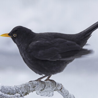 Amsel_Turdus-merula_20130210_0002_B_Web