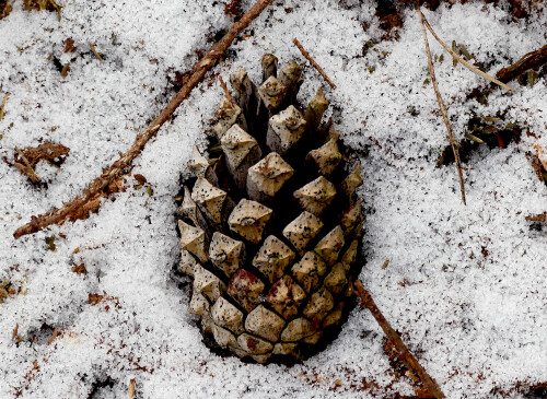 2025-12-31-Kiefernzapfen-1.jpeg