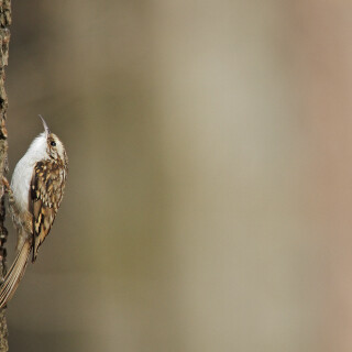 Gartenbaumlaeufer_Certhia-brachydactyla_20210303_0001_B_Web