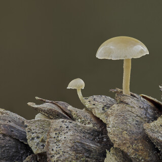 Pilze-auf-einem-Fichtenzapfen_20251029_0001_B_Web