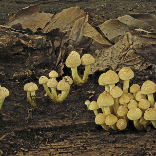 Gruenblaettriger-Schwefelkopf_Hypholoma-fasciculare_20251013_0001_B1_Web