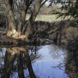 Erlauer-Teich_20260116_0009_B_Web