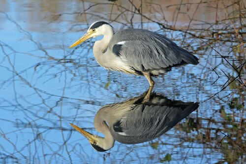4.1-graureiher-spiegel.jpeg