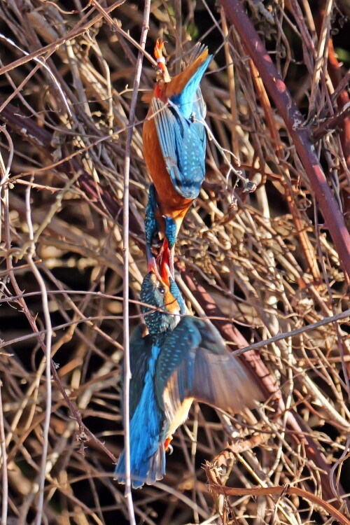 6.2-eisvogel-ineinander-verbissen.jpeg