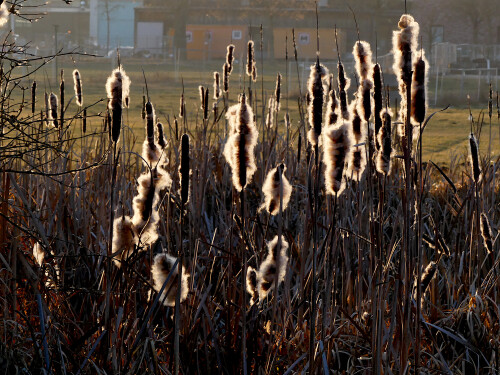 2026-01-21-Rohrkolben-im-Abendlicht.jpeg