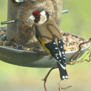 2023-03-14-stieglitz-314