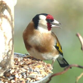 2023-03-14-stieglitz-387-2000