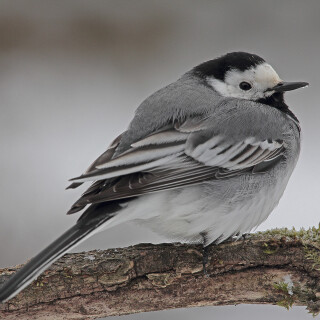 Bachstelze_Motacilla-alba_20130313_0018_Web