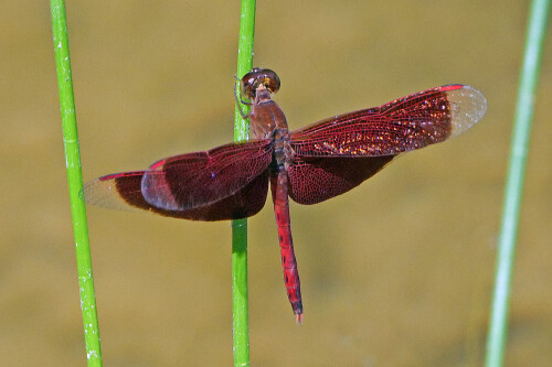 7.2-libellen-singapur-common-parasol-neurothemis-fluctuans-2.jpeg