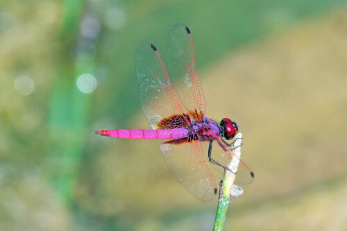 7.2-libellen-singapur-purpursonnenzeiger-cimson-dropwing-trithemis-aurora.jpeg
