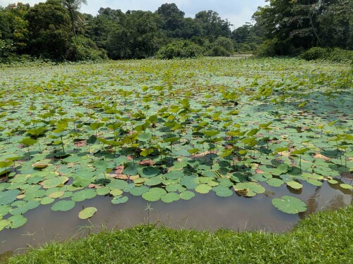 6.9-pulau-ubin-weiher-mit-lotus.jpeg