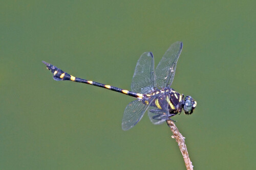 7.2-libellen-singapur-common-flangetail-ictinogomphus-decoratus.jpeg