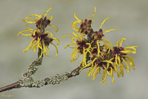 Zaubernuss_Hamamelis_20260204_0015_B_Web.jpeg