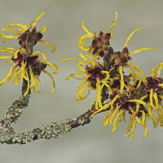 Zaubernuss_Hamamelis_20260204_0015_B_Web
