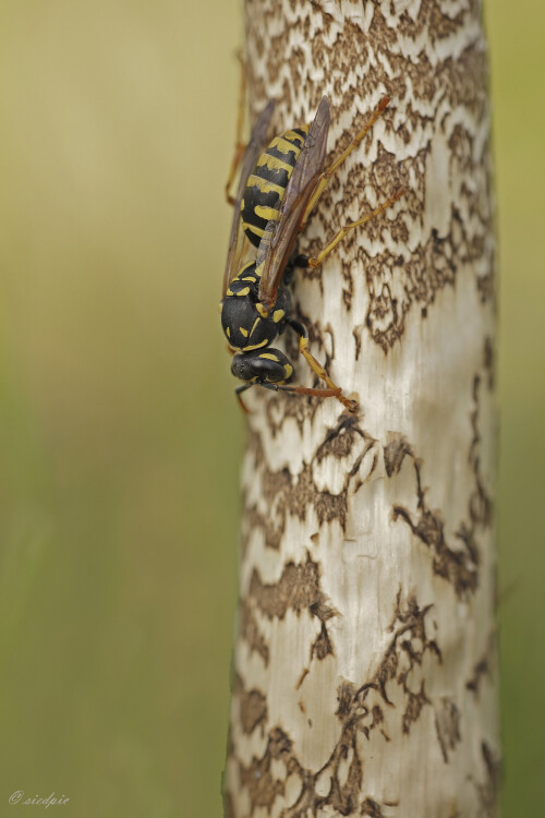 Haus-Feldwespe_Polistes-dominula_20140830_0003_B_Web.jpeg
