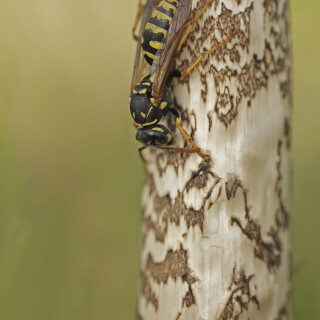 Haus-Feldwespe_Polistes-dominula_20140830_0003_B_Web