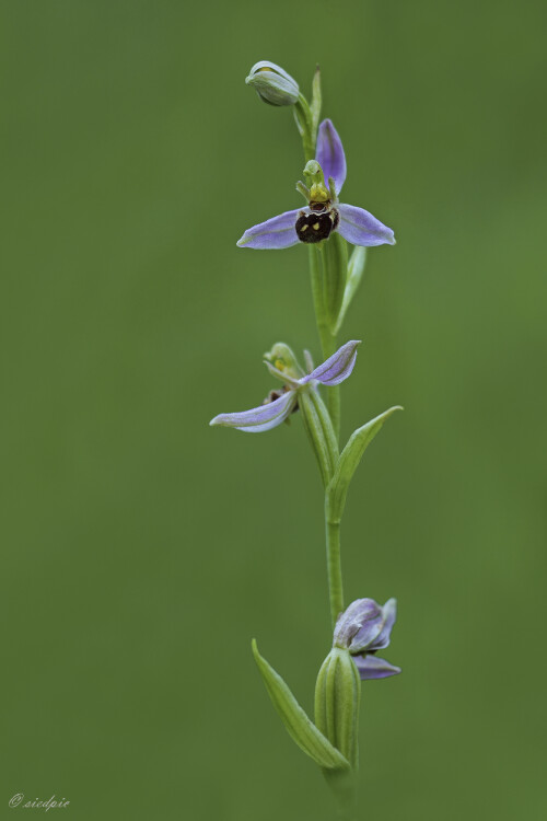Bienen-Ragwurz_Ophrys-apifera_20170626_0005_B_Web.jpeg