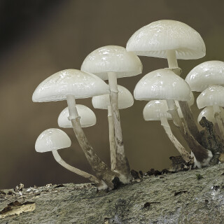 Buchen-Schleimruebling_Oudemansiella-mucida_20251013_0004_B_Web