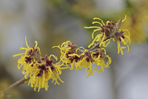 Zaubernuss_Hamamelis_20260204_0001_B_Web.jpeg