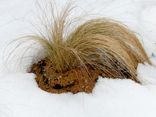 2026-01-31-Grasschopf-im-Schnee-1.jpeg