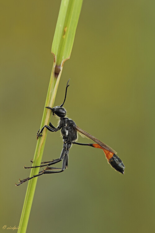 Gemeine-Sandwespe_Ammophila-sabulosa_20220627_0003_B_Web.jpeg