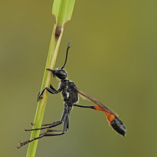 Gemeine-Sandwespe_Ammophila-sabulosa_20220627_0003_B_Web