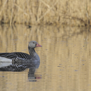 Graugans_Anser-anser_20220323_0003_B_Web