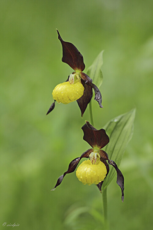 Gelber-Frauenschuh_Cypripedium-calceolus_20170601_0003_B_Web.jpeg
