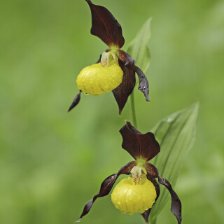 Gelber-Frauenschuh_Cypripedium-calceolus_20170601_0003_B_Web