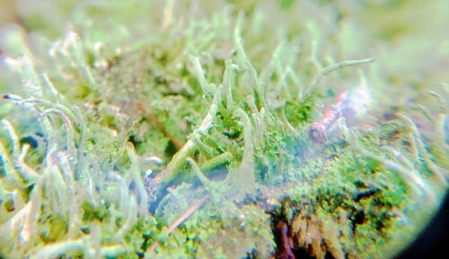 K800_Pfriemen-GeweihflechteCladonia-subulataL.-Weber-ex-F.H.Wigg..jpeg