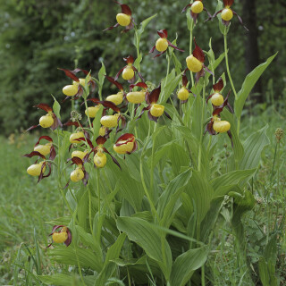 Gelber-Frauenschuh_Cypripedium-calceolus--00643