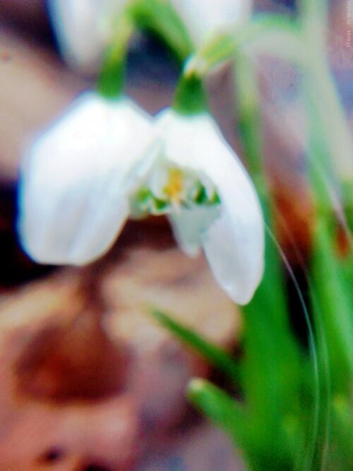 K800_Blute-eines-gefullten-SchneeglockchensGalanthus-nivalis-Flore-pleno-3.jpeg