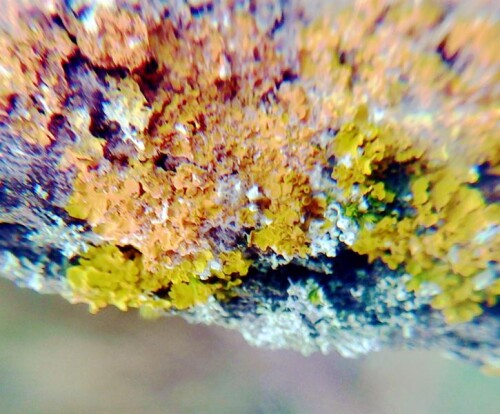 K800_Gewohnliche-GelbflechteXanthoria-parietinaL.-Th.-Fr..jpeg