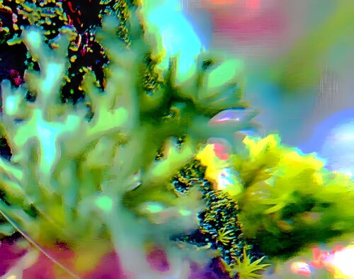 K800_PflaumflechteEvernia-prunastriEversmann-1.jpg.jpeg