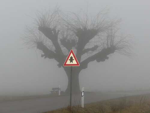 2026-02-25-Weidenbach-Linde-im-Nebel-4.jpeg