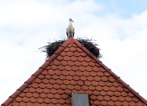 2026-03-01-Ornbau-mein-Name-ist-Storch-und-da-bin-i-daham-1.jpeg