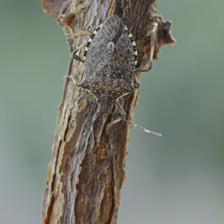 Marmorierte-Baumwanze_Halyomorpha-halys_20260224_0003_B_Web