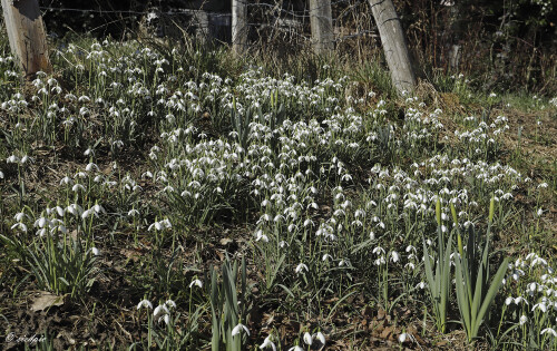 Schneegloeckchen_Galanthus_20260225_0003_B_Web.jpeg
